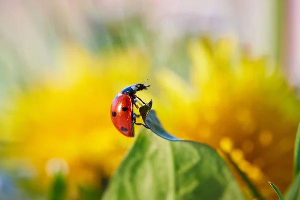 Coccinella nella foglia verde . — Foto Stock