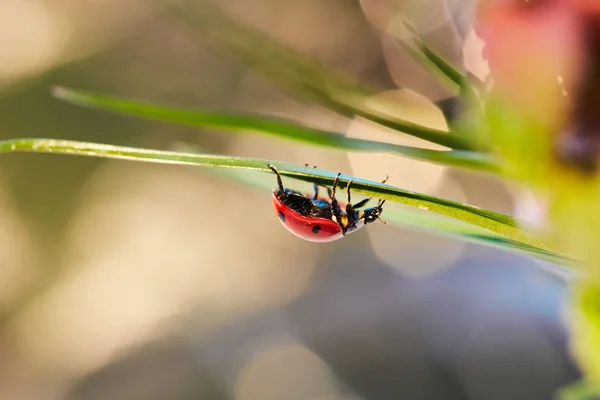 Marienkäfer im grünen Blatt. — Stockfoto