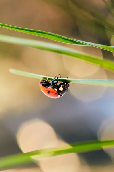 Coccinelle dans la feuille verte . — Photo