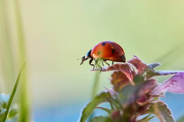 Ladybug in the green leaf. — Stock Photo, Image