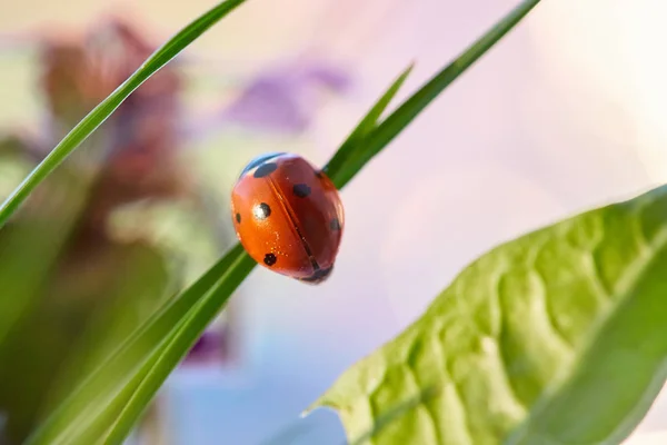Ladybug in the green leaf. — Stock Photo, Image