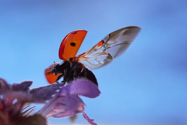 Coccinelle dans une feuille de fleur. Préparation au décollage — Photo