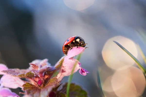 Marienkäfer im Blütenblatt. — Stockfoto