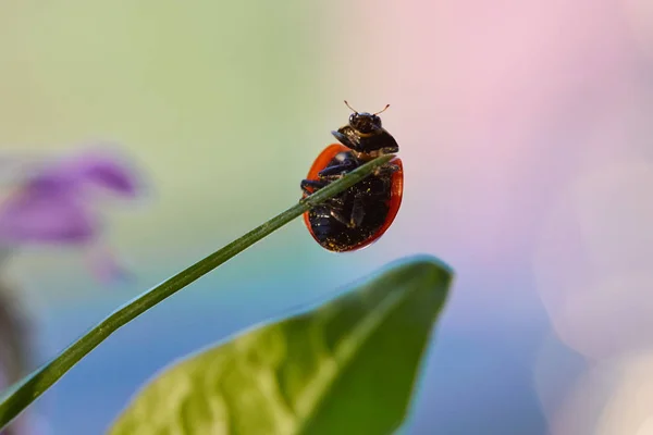 Coccinelle dans la feuille verte . — Photo