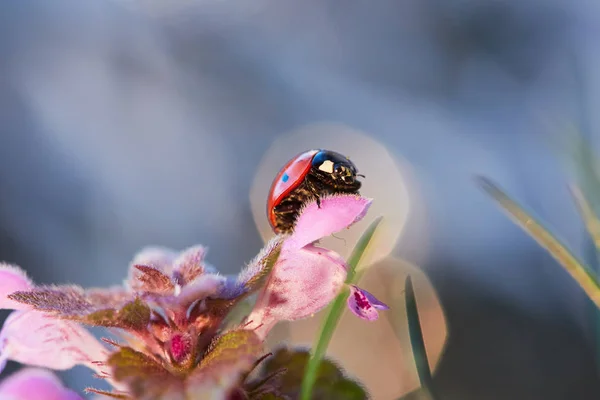 花の葉の中のレディバグ. — ストック写真