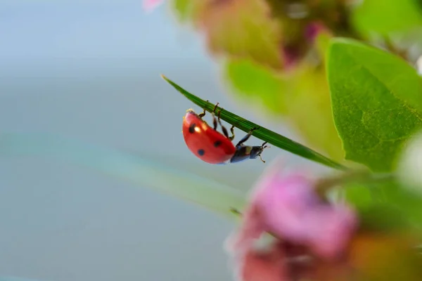 Marienkäfer im grünen Blatt. — Stockfoto