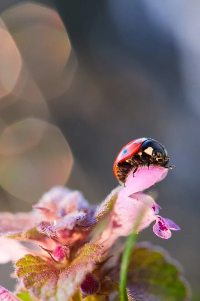 Marienkäfer im Blütenblatt. — Stockfoto