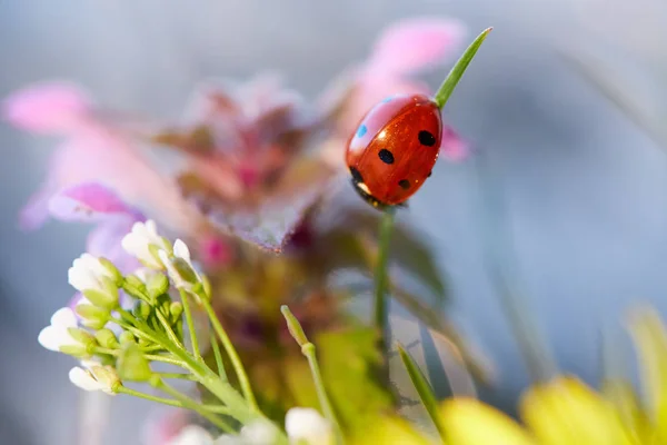 Marienkäfer im grünen Blatt. — Stockfoto