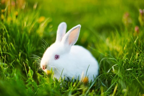 Baby white rabbit