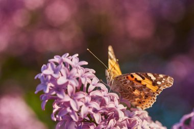 Kelebek boyalı bayan. Vanessa cardui