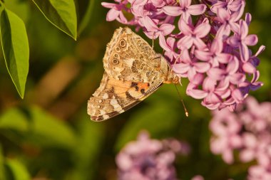 Kelebek boyalı bayan. Vanessa cardui
