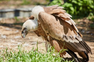 Griffon Akbaba veya Çingene fulvus
