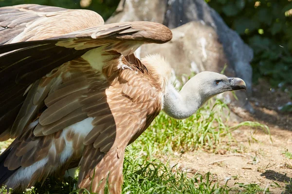 Griffon Vulture ou Gyps fulvus — Photo