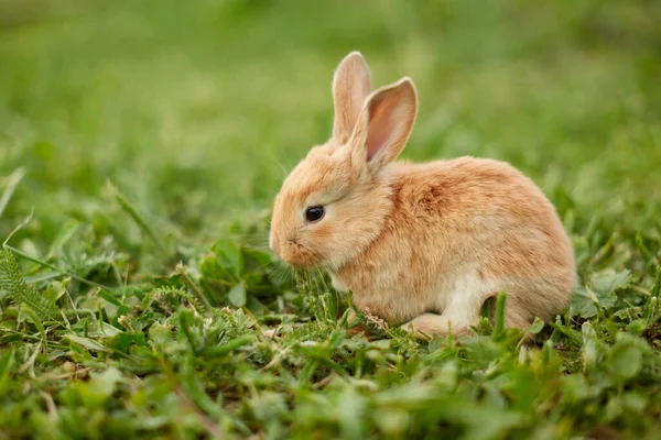 Cute easter orange bunny rabbit on green grass Royalty Free Stock Photos