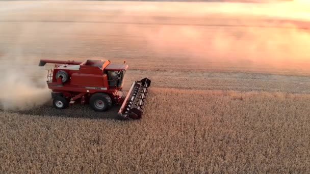 Récolteuse rouge récolter des grains de blé dans le champ couleur or — Video