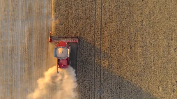 Красный комбайн собирает зерно пшеницы в поле золотистого цвета — стоковое видео