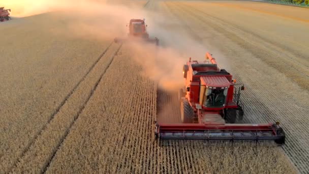 Duas colheitadeiras vermelhas coletam grãos de trigo na cor dourada do campo — Vídeo de Stock