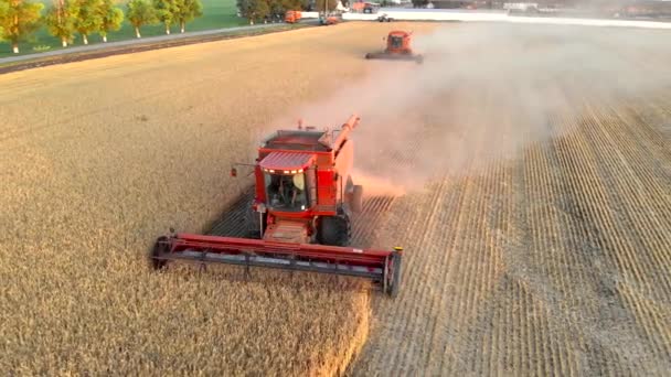 Colheitadeira vermelha coletar grãos de trigo no campo cor dourada — Vídeo de Stock