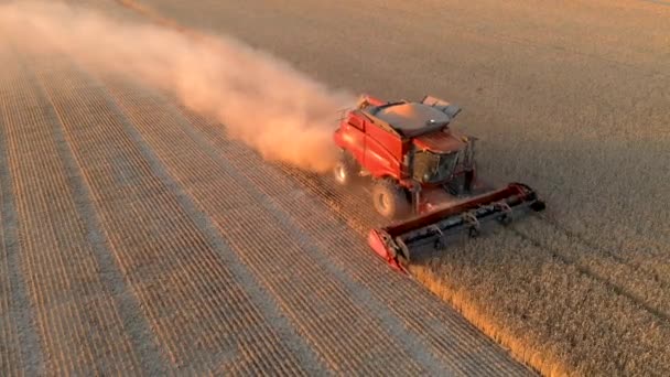 Красный комбайн воздушного зрения собирать зерно пшеницы в поле золотистого цвета — стоковое видео