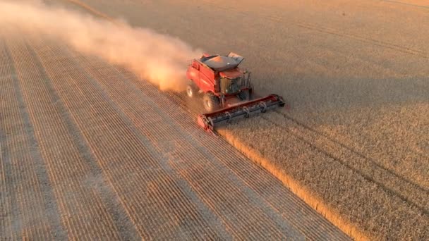 Vista aerea rosso mietitrebbia raccogliere grani di grano nel campo colore dorato — Video Stock