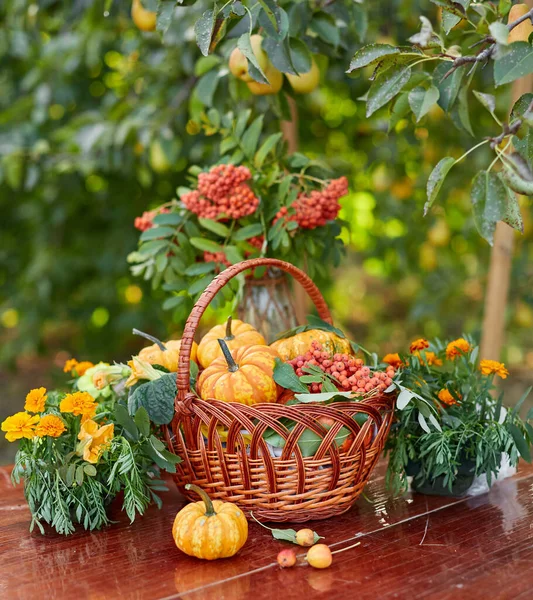 Tischdekoration auf einem rustikalen Bauernhofteller mit wunderschönem Herbstschmuck und Korb mit Mini-Kürbissen — Stockfoto