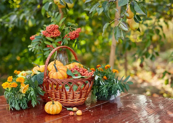 Kırsal bir çiftlik evine kurulmuş masa. Güzel bir sonbahar süslemesi ve sepetli mini balkabakları var. — Stok fotoğraf