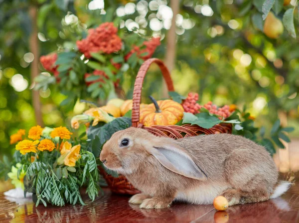 Tischdekoration mit wunderschönem Herbstschmuck mit Korb Mini-Kürbisse und orangefarbenes Kaninchen Stockbild