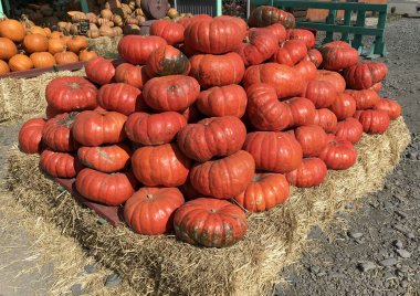 Cadılar Bayramı ya da Şükran Günü için kabak tarlasında portakal kabağı ve su kabağı istifi yığını. Büyük balkabağı hasadı. Fuarlar, festivaller, güzel büyük balkabakları satmak..