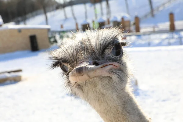Ostrich Head Neck Front Portrait — Stock Photo, Image