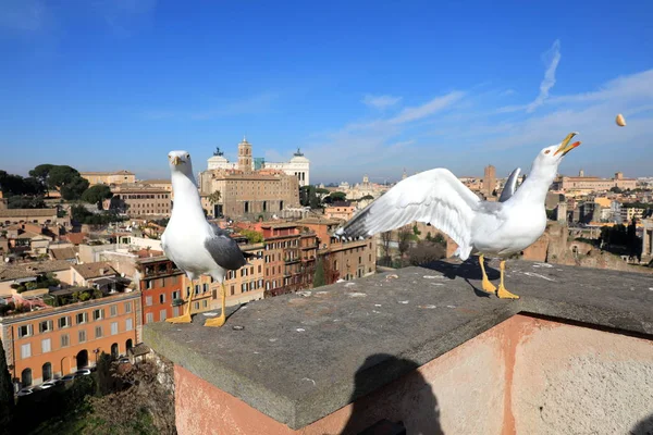 Roma classica - Gabbiani in cima, veduta aerea del vecchio edificio sul tetto — Foto Stock