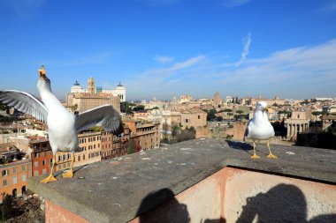 Klasik Roma - martılar, eski çatı buildin için üst, havadan görünümü