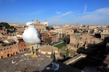 Klasik Roma - martılar, eski çatı buildin için üst, havadan görünümü