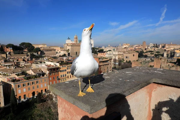 Classic Rome - Seagulls at top, aerial view to old roof buildin — стоковое фото