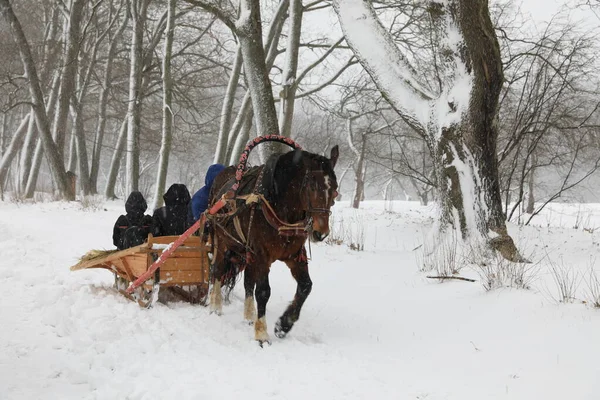 Pferd Und Wagen Unter Schneefall — Stockfoto