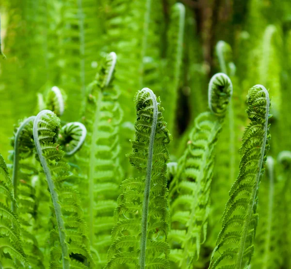 Sfondo Verde Giovani Foglie Felce Primaverile — Foto Stock