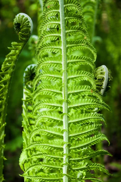 Sfondo Verde Giovani Foglie Felce Primaverile — Foto Stock