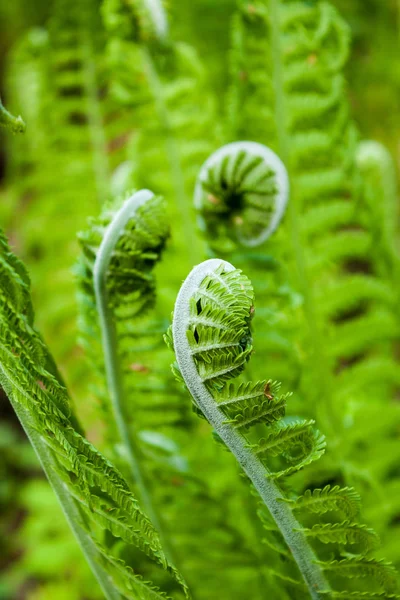 Sfondo Verde Giovani Foglie Felce Primaverile — Foto Stock