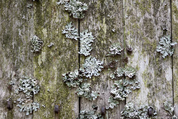 Lichen Old Bamboo Fence Wooden Background — Stock Photo, Image