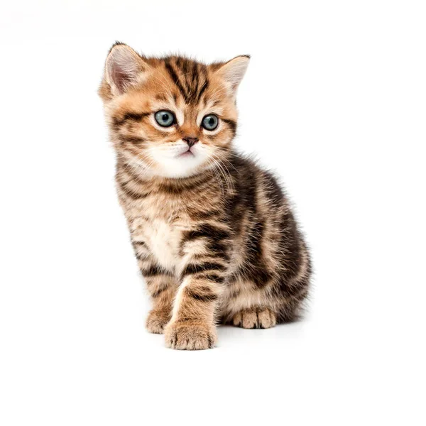 Britse Kort Haar Kitten Geïsoleerd Witte Achtergrond — Stockfoto