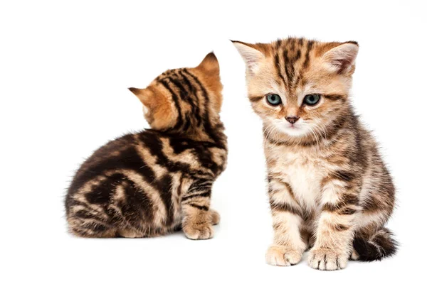 Two British Short Hair Kittens Isolated White Background — Stock Photo, Image