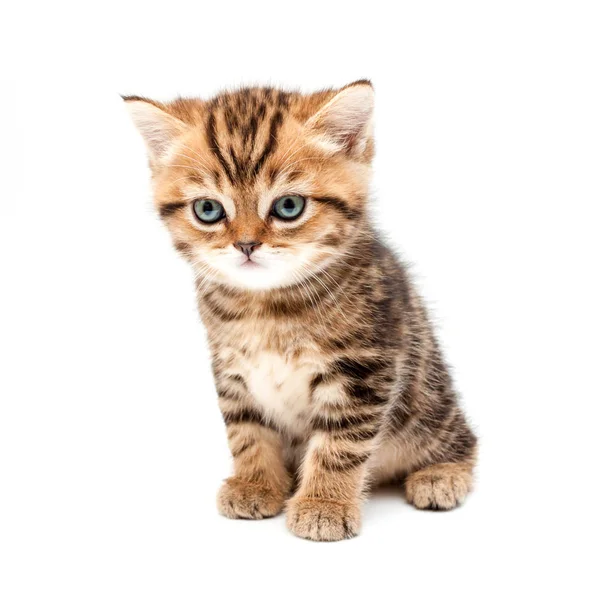 British Short Hair Kitten Isolated White Background — Stock Photo, Image