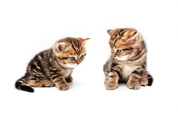 Two British Short Hair Kittens Isolated White Background — Stock Photo, Image