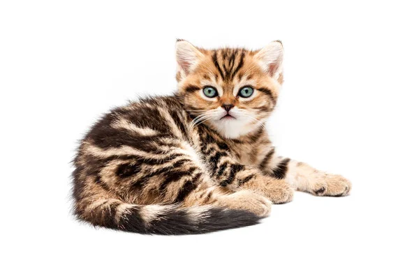 British Short Hair Kitten Isolated White Background — Stock Photo, Image