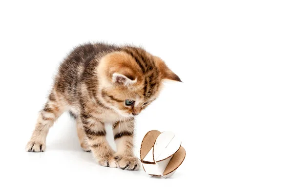 Brittiska Kort Hår Kattunge Spelar Boll Som Isolerad Vit Bakgrund — Stockfoto