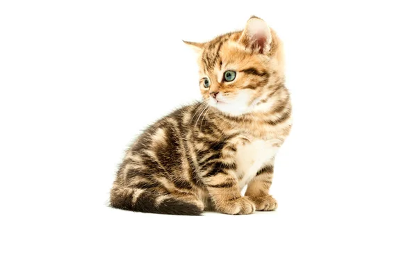 英国短毛小猫被隔离在白色背景上 — 图库照片