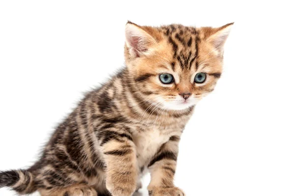 Gatinho Isolado Sobre Fundo Branco Britânico Gato Cabelo Curto — Fotografia de Stock