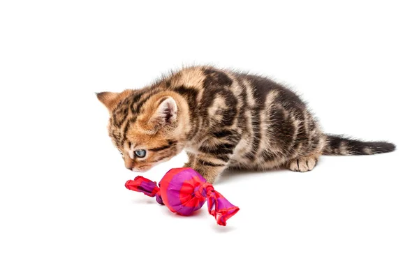 Gatito Aislado Sobre Fondo Blanco Británico Pelo Corto Gato —  Fotos de Stock