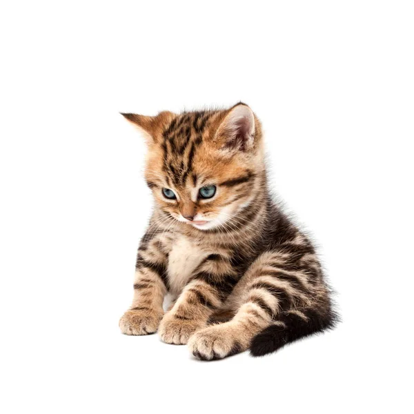 Kitten Geïsoleerd Een Witte Achtergrond Britse Kort Haar Kat — Stockfoto