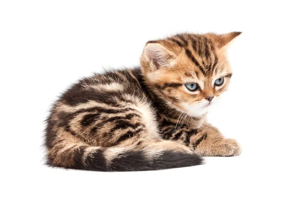 Kitten Geïsoleerd Een Witte Achtergrond Britse Kort Haar Kat — Stockfoto