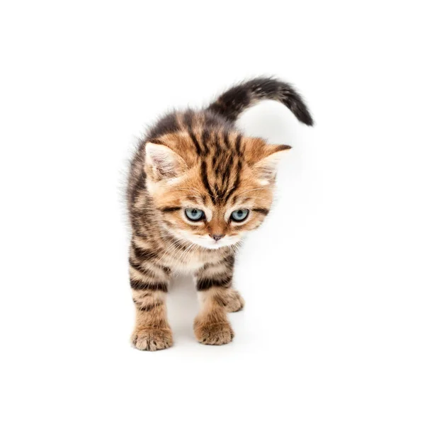 子猫は 白い背景で隔離 イギリスの短い髪の猫 — ストック写真